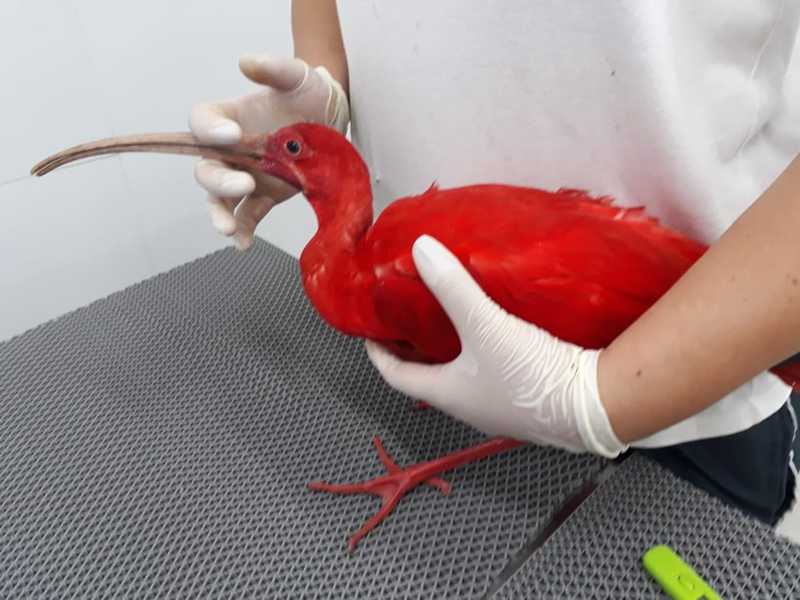 Veterinários examinaram ave e constataram fraturas consolidadas na asa direita. — Foto: Divulgação/GCM Ambiental