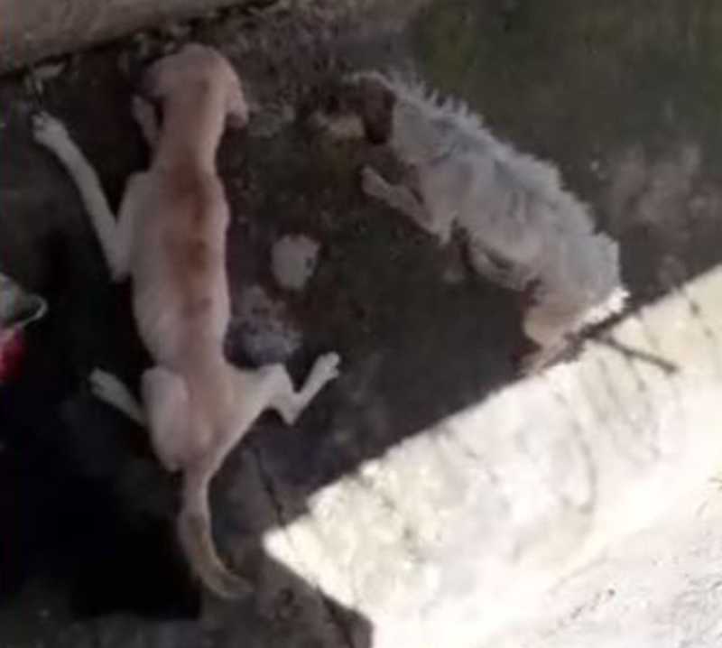 Veterinária diz que cães resgatados em situação de abandono estão desnutridos e doentes: ‘Revoltante’
