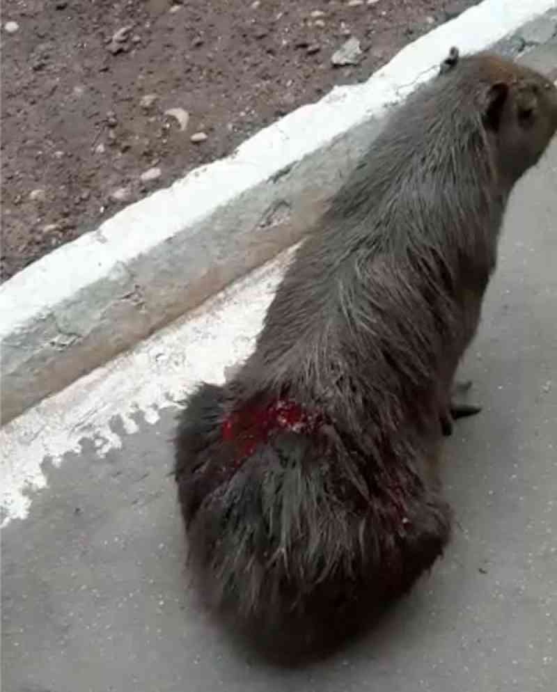 Vídeos mostram capivaras feridas em parque de Palmas, TO; Prefeitura diz que brigas entre animais podem ser causa