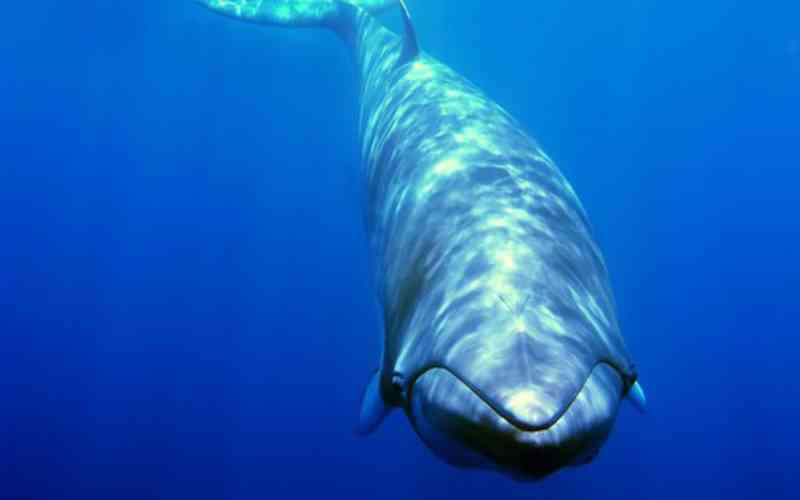 Baleias-minke estão perdendo a habilidade de se comunicar — e a culpa é nossa