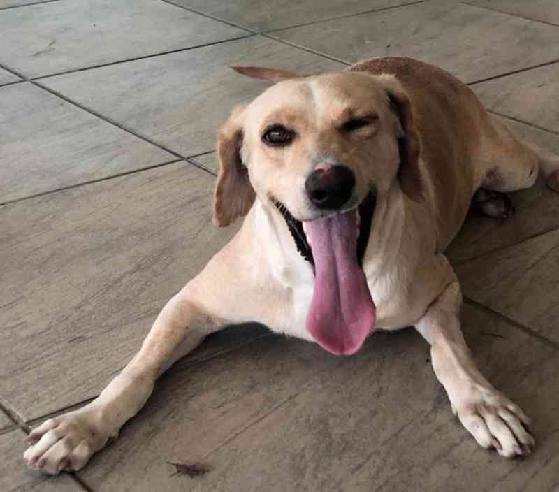 Cadela que ficou 1 ano sem andar após ser atropelada encontra lar adotivo