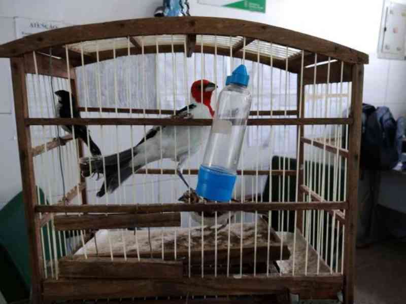 Aves silvestres mantidas em cativeiro são encontradas no interior do Ceará