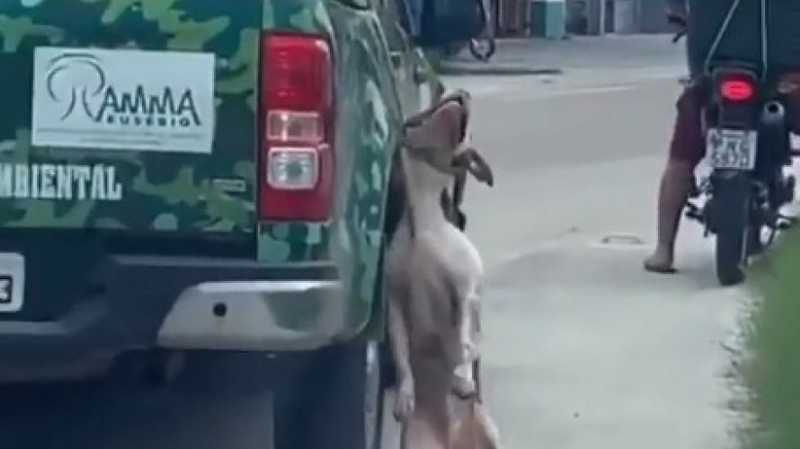 Vídeo: cachorro é arrastado pelo pescoço por carro de prefeitura de Eusébio. CE