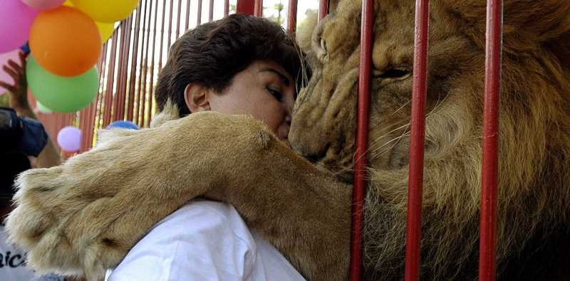 Dor na Colômbia: faleceu Júpiter, o leão que se tornou símbolo da luta contra os maus-tratos aos animais