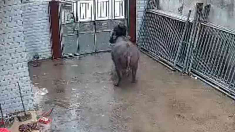 Búfalo escapa de matadouro na China, luta pela vida e ataca tutor por três vezes