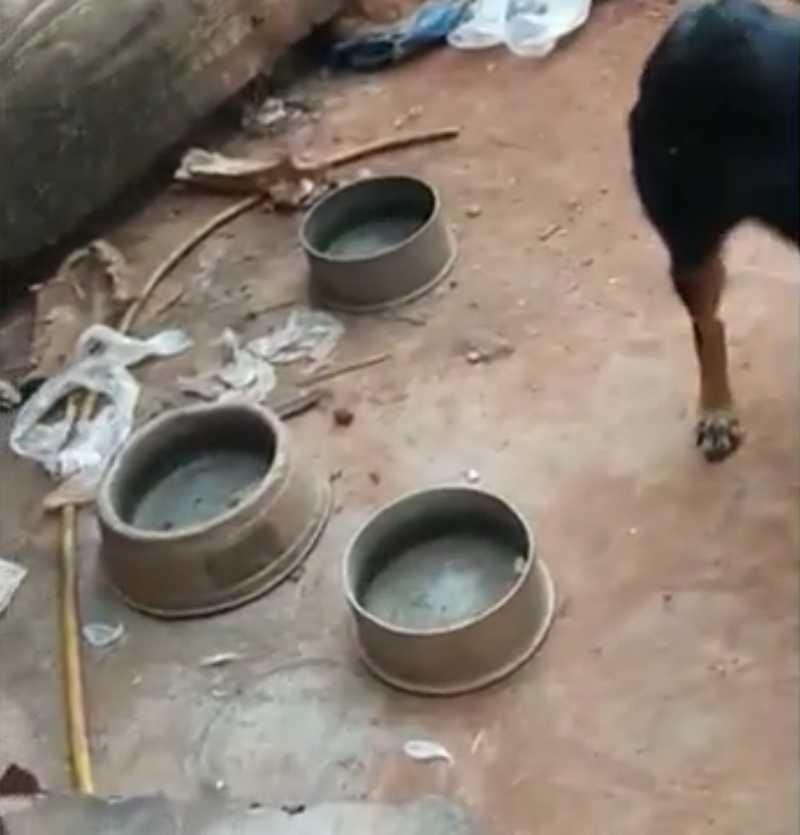 Caçador é preso por deixar cachorros sem água e sem comida, no DF; caso é investigado como maus-tratos