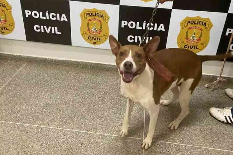 Polícia resgata cadela que só era alimentada por tutora a cada 2 dias