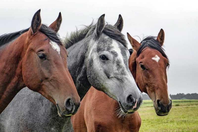 Anchieta (ES) implanta projeto de adoção de cavalos