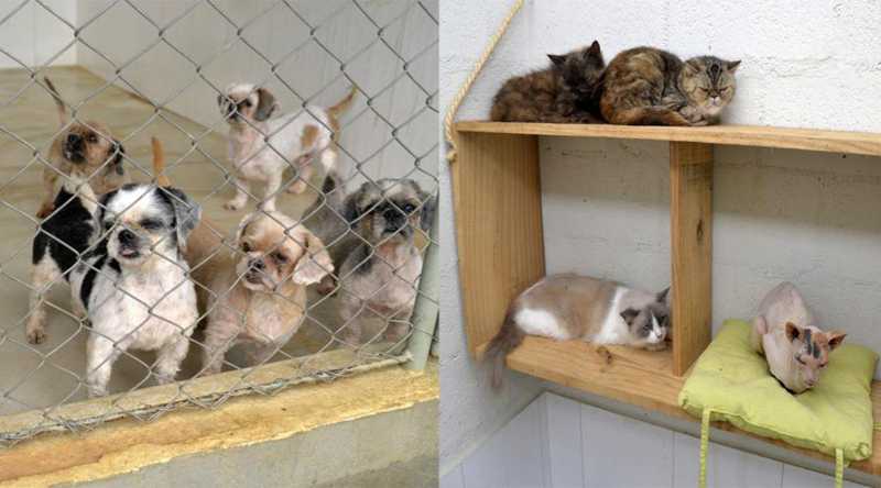 Cães e gatos vítimas de maus-tratos são liberados para adoção em Vila Velha, ES