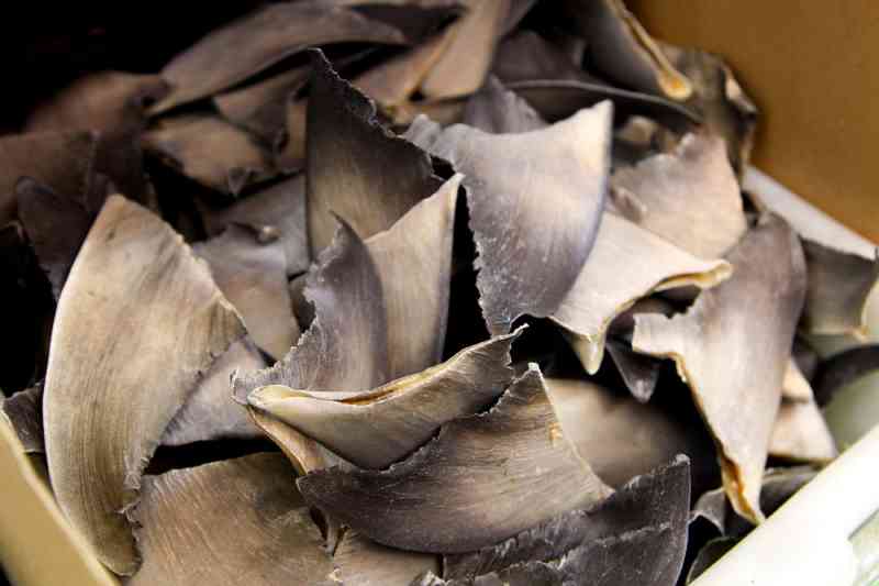 De forma não intencional, EUA estão facilitando o contrabando de barbatanas de tubarão