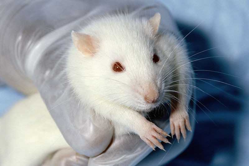 Vítimas da ‘ciência’: universidades sacrificam milhares de roedores por causa da Covid-19