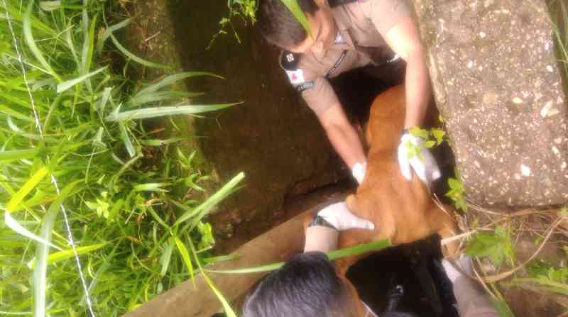 PMs resgatam cão em bueiro em Ponte Nova, MG