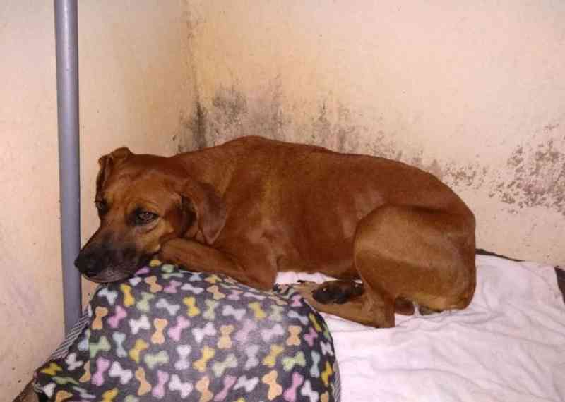 Resgate dramático de cachorra mobiliza ONG Patinhas de Amor e Bombeiros em Nova Andradina, MS