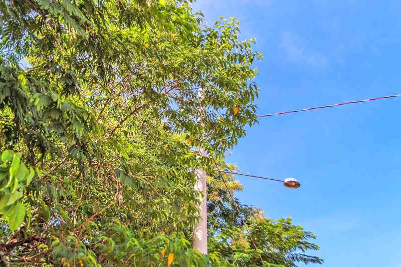 Animais eletrocutados: comunitários cobram da Energisa poda de árvores de área ambiental, em Rondonópolis, MT
