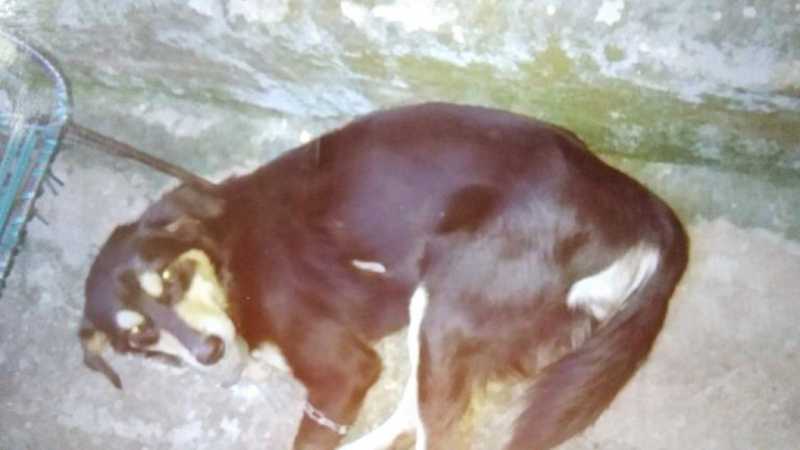 Cachorro torturado está internado e passará por cirurgia, em em Várzea Grande, MT