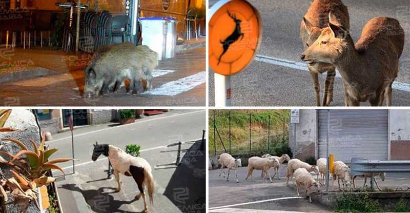 Animais invadem ruas de cidades que ficaram vazias por conta do coronavírus – VEJA VÍDEO