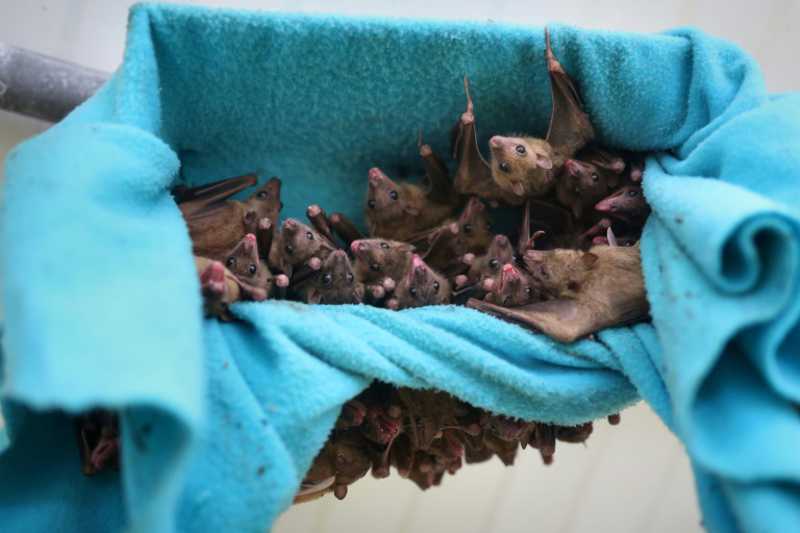 Mais ignorância: moradores no Peru estão matando morcegos por medo do coronavírus