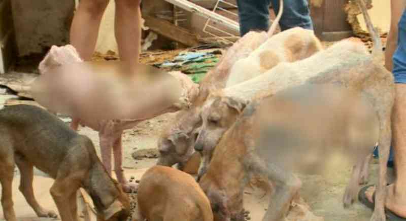 Cachorros vivem em situação de abandono em galpão no Centro do Recife, PE