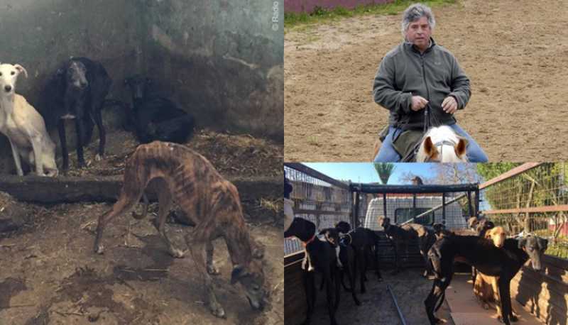Portugal: veja a recuperação dos 18 galgos do toureiro João Moura na associação ‘O Cantinho da Milu’