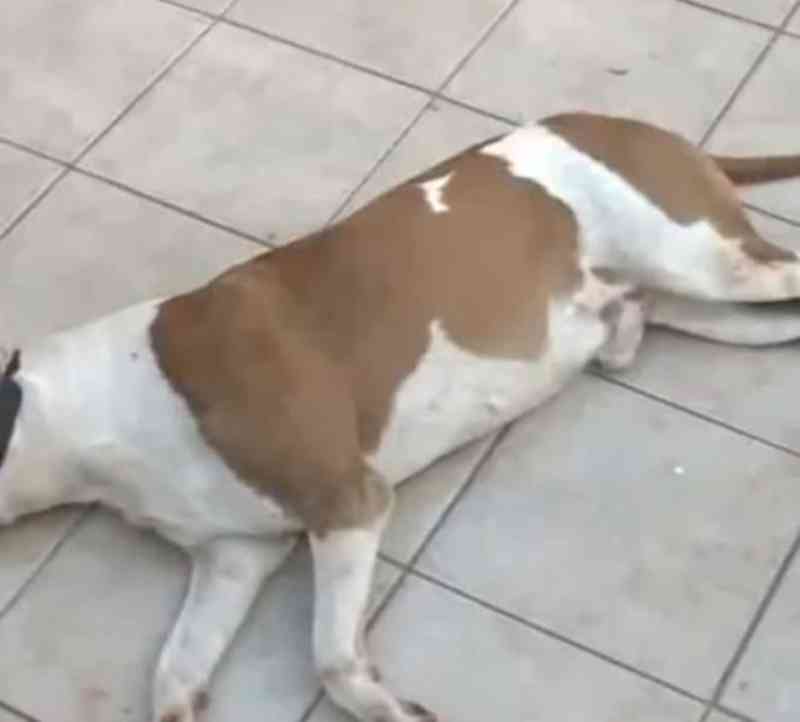 GM de Arapongas (PR) encontra pit bull morto a facadas e outro gravemente ferido em residência