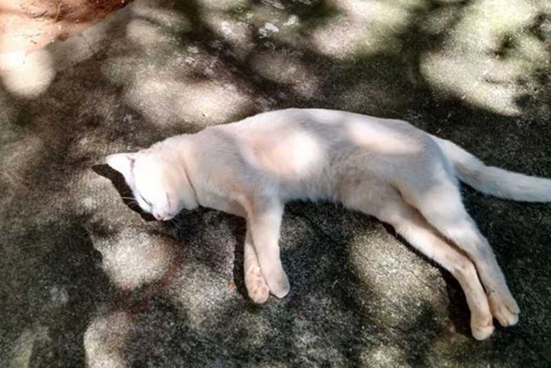 Saau denuncia morte de gato por envenenamento no Jardim América, em Umuarama, PR