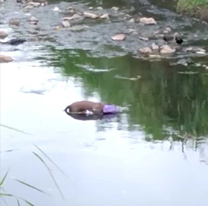 Cachorro é encontrado morto dentro de rio e gera indignação de moradores em Curitiba