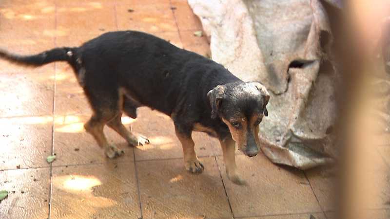 Cães e gatos em situação de maus-tratos são resgatados, em Londrina, PR