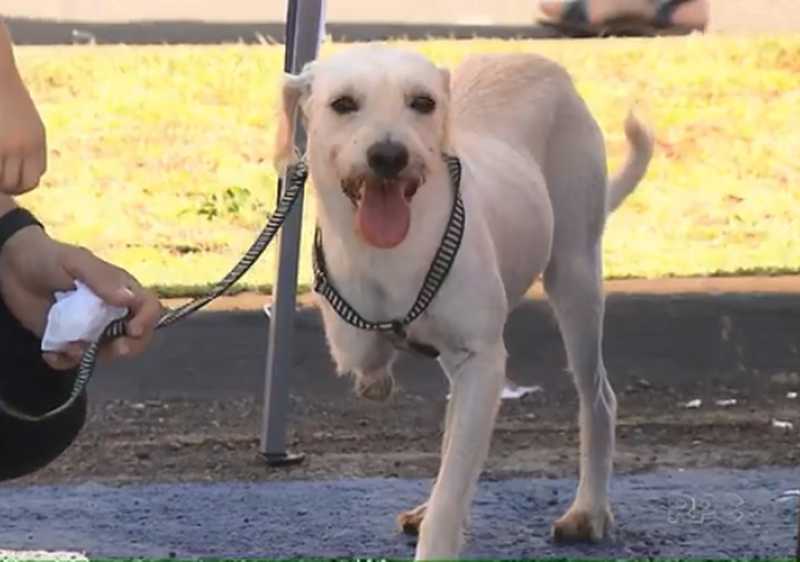 Criança com deficiência adota cachorro sem uma pata, em Londrina, PR