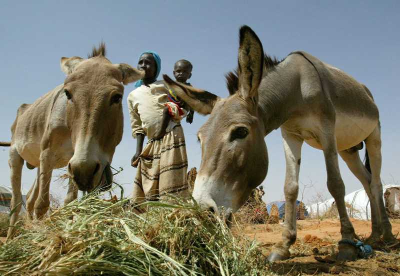 Quénia fecha matadouros de burros para travar fabrico de ‘elixir’ chinês