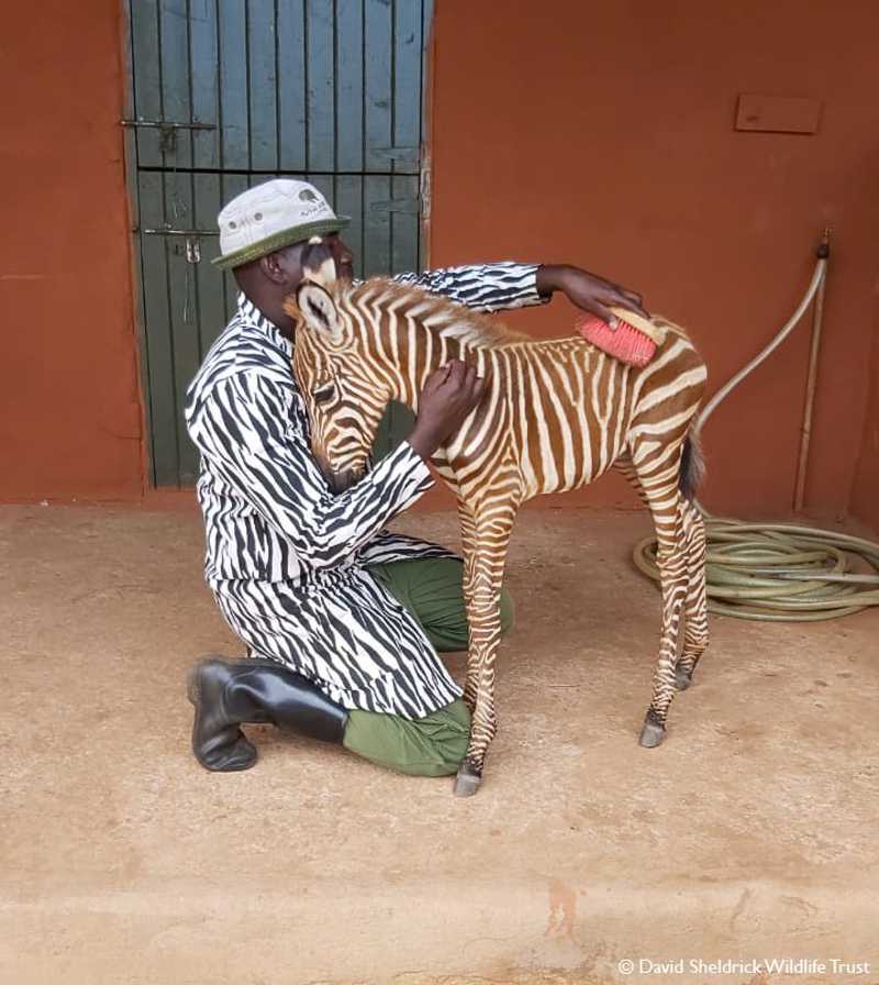 Os funcionários desta reserva usam trajes especiais para cuidar de bebês zebra