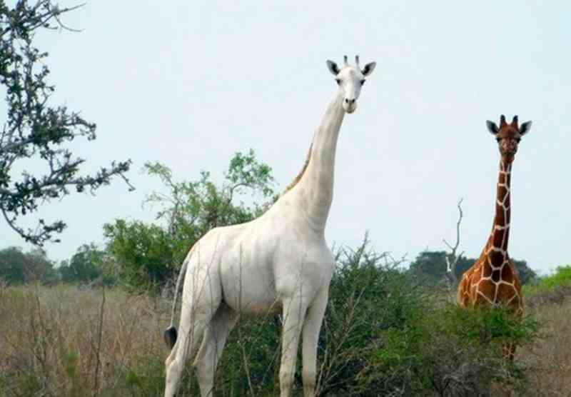 Caçadores matam única girafa branca do Quênia e seu filhote