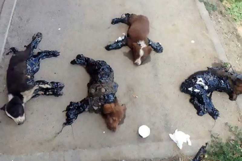 Quatro filhotes torturados com piche quente são deixados para morrer, mas sobrevivem contrariando todas as probabilidades