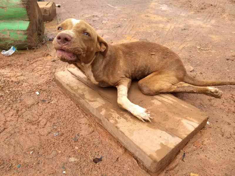 Cachorro com deficiência é abandonado em estrada e borracheiros procuram novo lar para cão, em RO