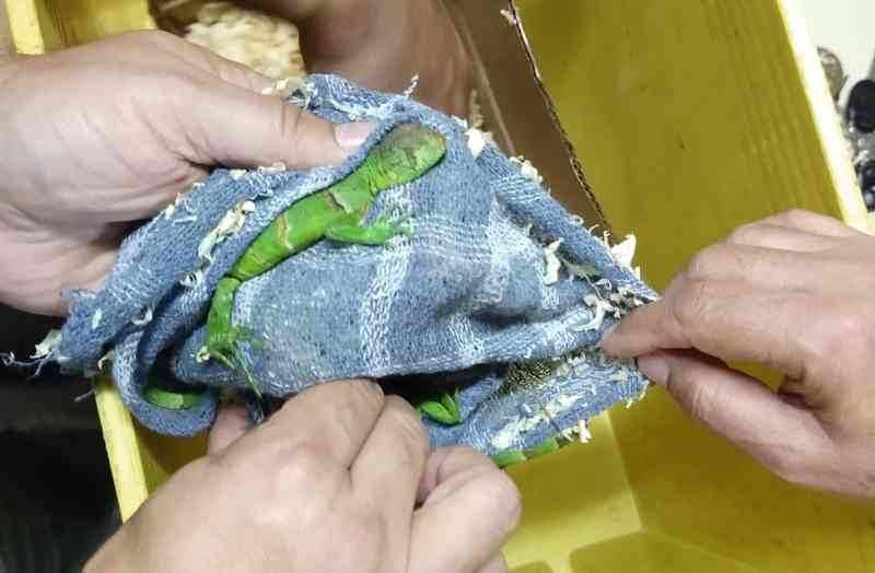 Ibama resgata iguanas enviadas à comprador de Campinas (SP) em caixa pelos Correios