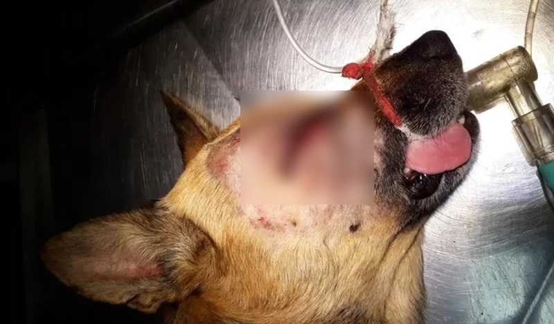 Terror no Grajaú, em SP: serial killer de animais volta a agir