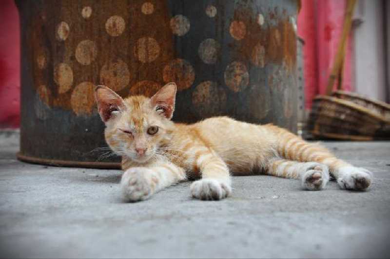 Ministério Público investiga morte de gato que levou um tiro em Tocantins