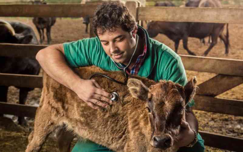 Coronavírus no campo: cães, cavalos e bois não transmitem a doença