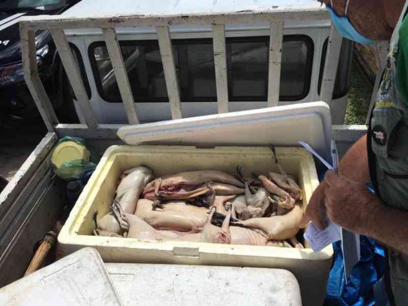 PM apreende mais de 100 quilos de carne de animais silvestres em caminhonete no interior do Acre