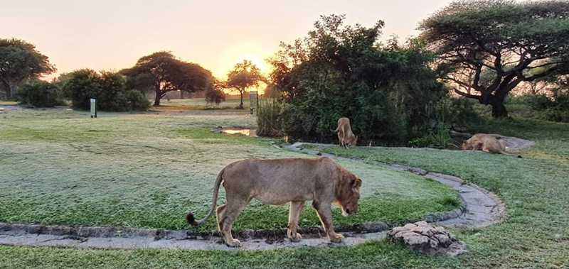 Leões e cães selvagens invadem clube de golfe na África durante quarentena (FOTOS)