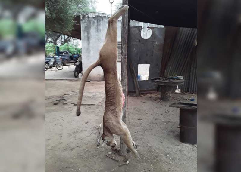 Caçadores denunciados por matarem um puma e divulgarem em redes sociais