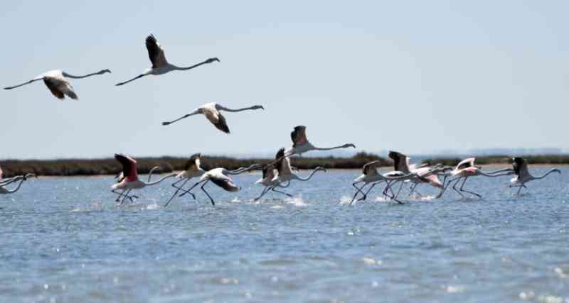 Confinamento e suspensão do turismo na Albânia permitiu o regresso de milhares de flamingos