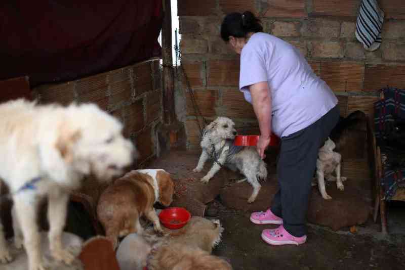 Ativistas socorrem animais abandonados na América Latina