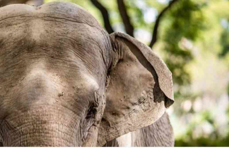 Com fronteiras fechadas, viagem de elefanta da Argentina para o Santuário dos Elefantes em MT é adiada