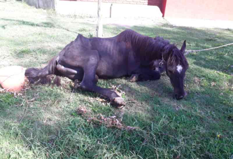 Polícia deteve um homem que arrastava um cavalo extremamente magro