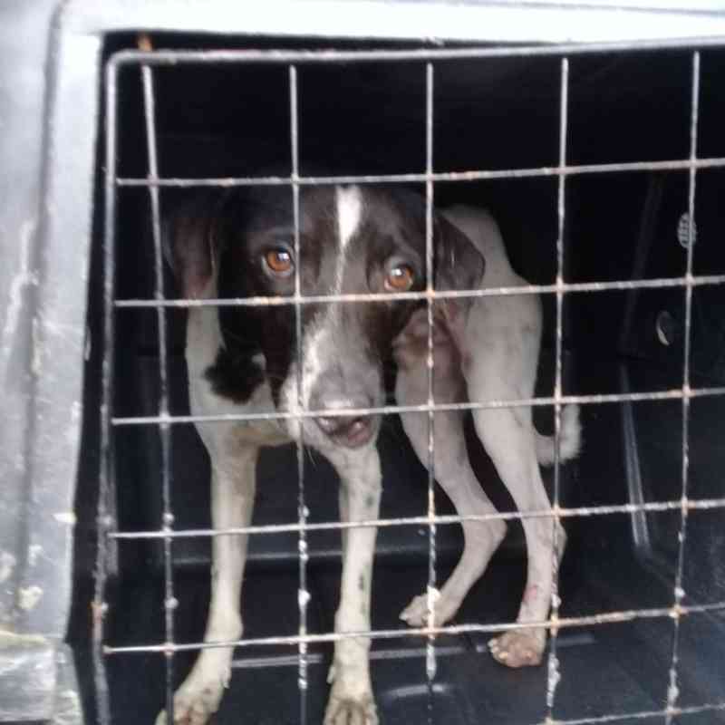 Cachorro é resgatado após ser arremessado de cima de viaduto em Salvador, BA