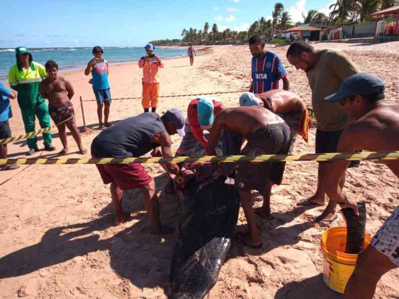 Filhote de baleia é encontrado morto em Camaçari, BA; moradores tiram carne para consumir