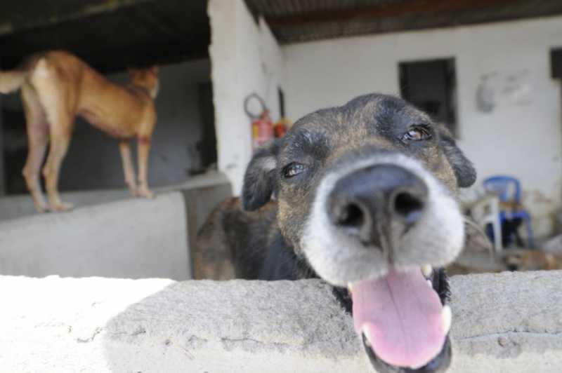 Fortaleza: Abrigo São Lázaro não tem alimentação suficiente para os mil animais acolhidos; saiba como ajudar