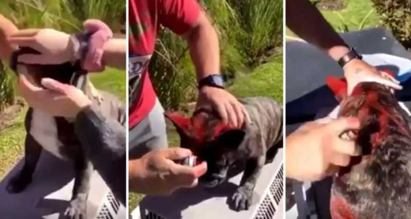 Indivíduo grava vídeo enquanto pinta seu cachorro com spray e gera revolta nas redes sociais