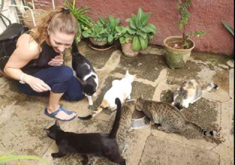 Cuba: protetora de animais denuncia que seu vizinho envenenou 5 de seus gatos