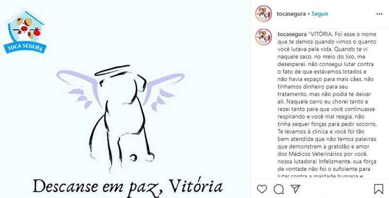 ONG Toca Segura comunica morte da cadela Vitória, no DF — Foto: Instagram/Reprodução